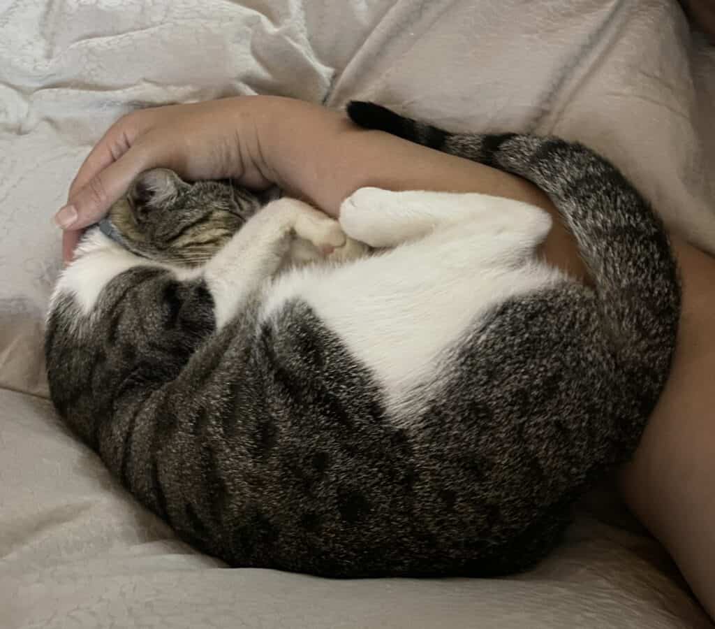 Jingle curled up in my hand is one of my glimmers.