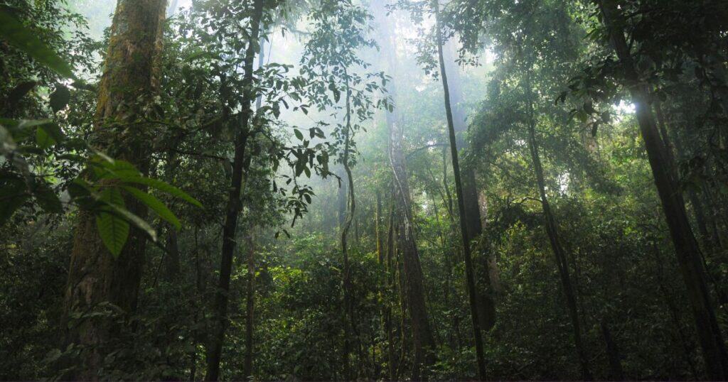 Nature is comforting for the mammal we are, and to help us breathe.